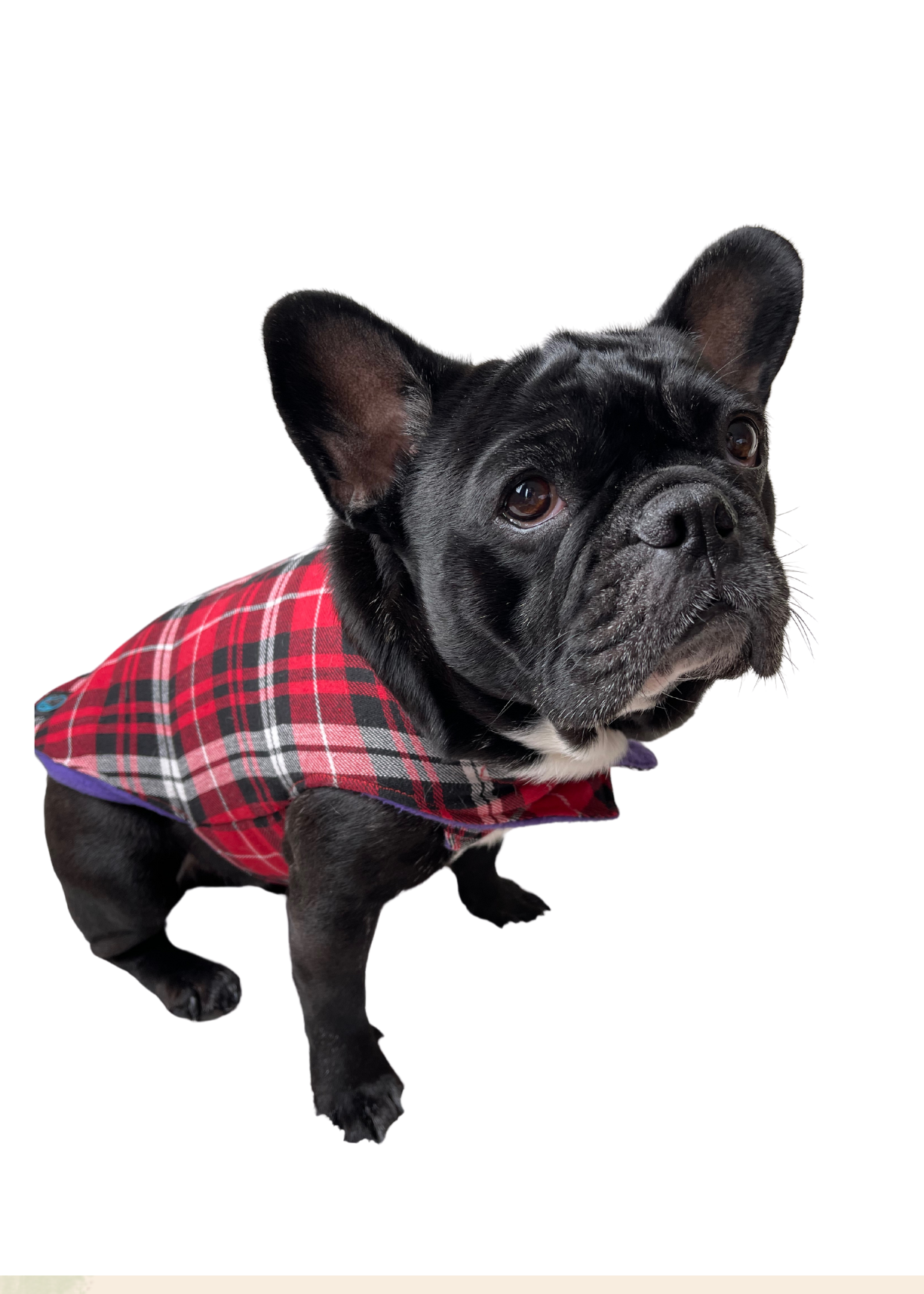 Dog Winter Coat Red - Image 2